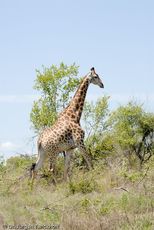 Giraffe (8 von 94).jpg